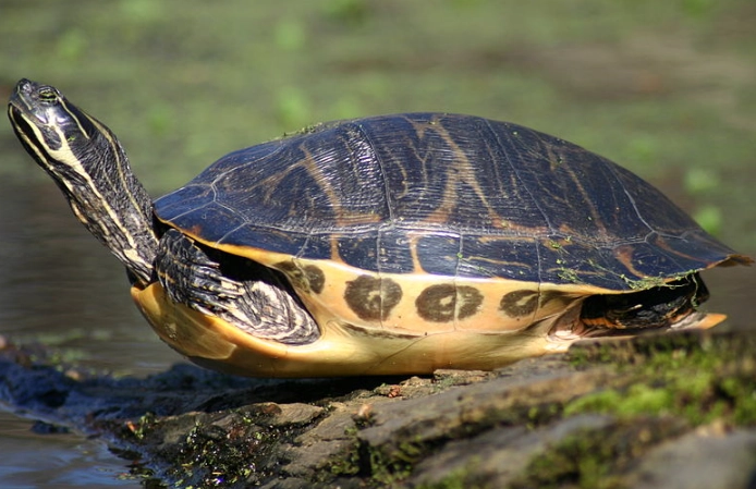 types of cooter turtles