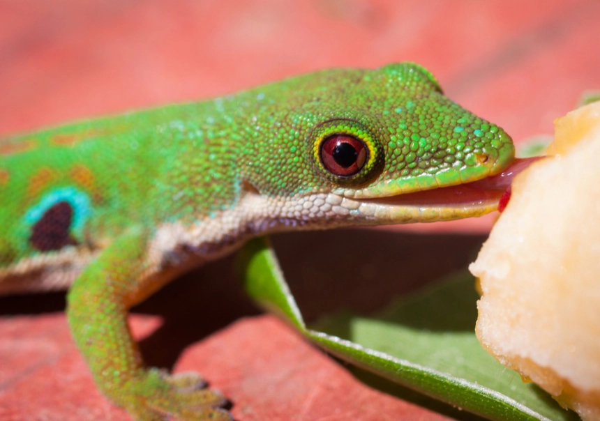 day gecko diet
