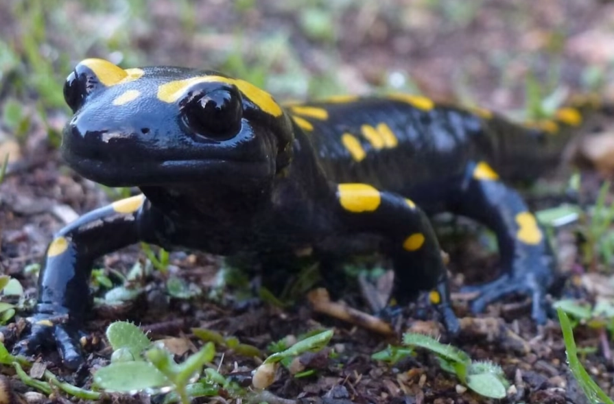 fire salamander habitat