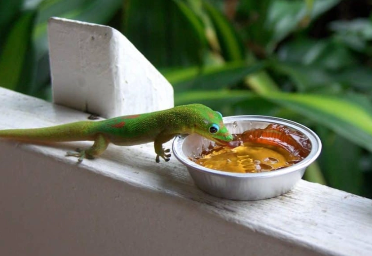 what to feed day geckos