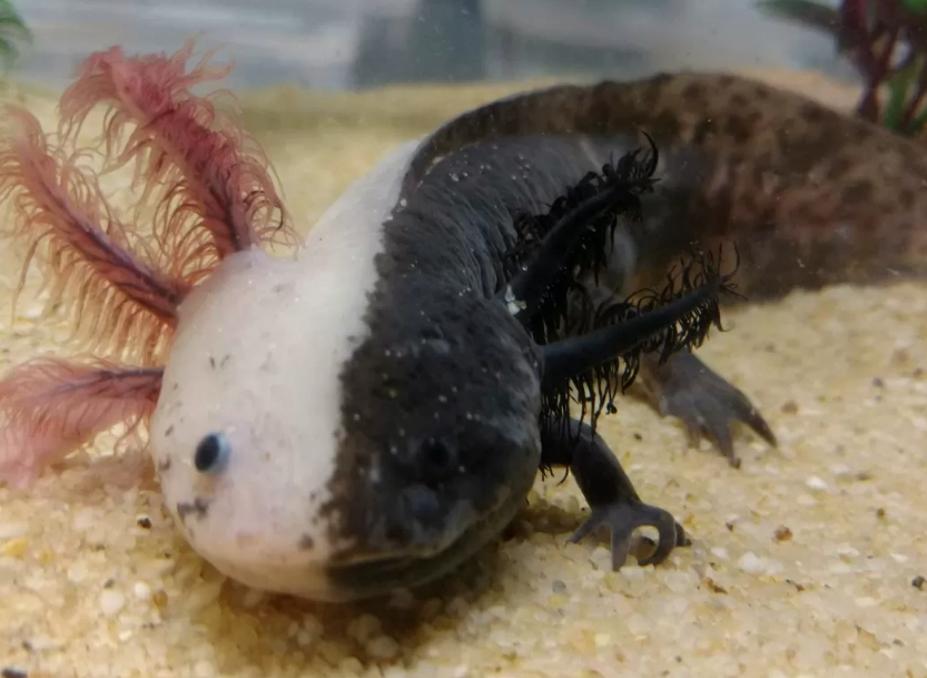 axolotl care