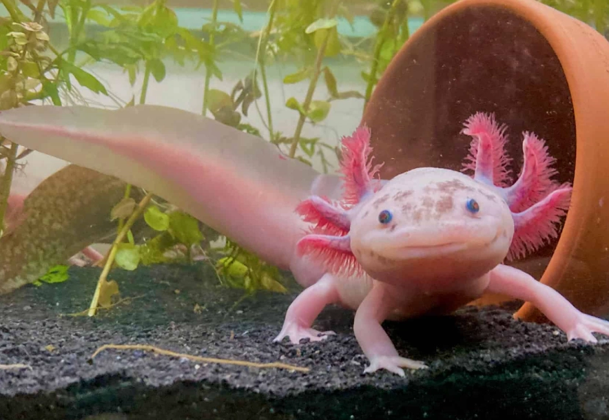 axolotl tank setup
