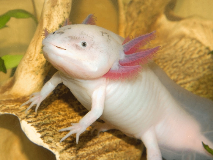 Mexican walking fish