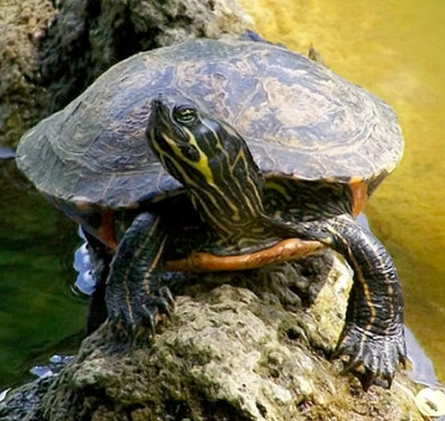 types of cooter turtles