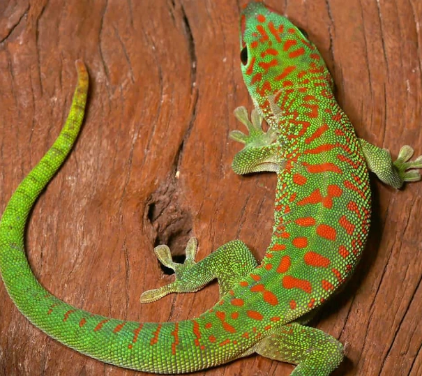 day gecko for sale day gecko for sale