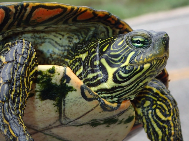 cooter turtle habitat