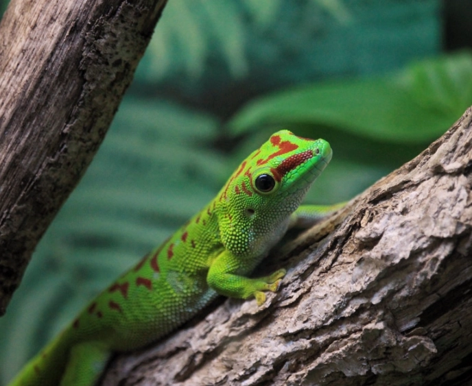 day gecko care day gecko care