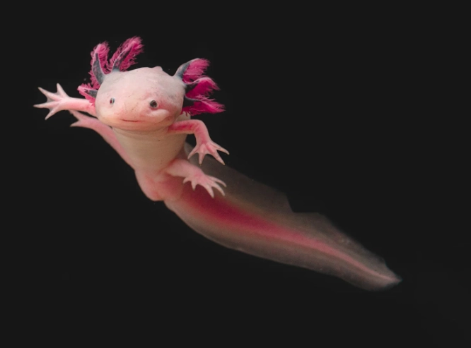 Mexican walking fish with crown