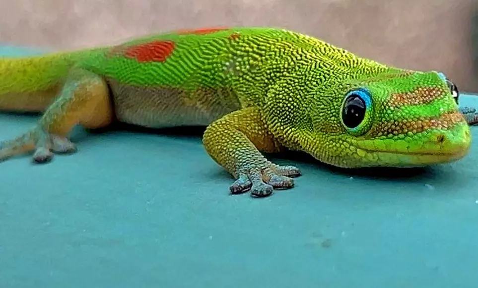 Hawaii gecko species