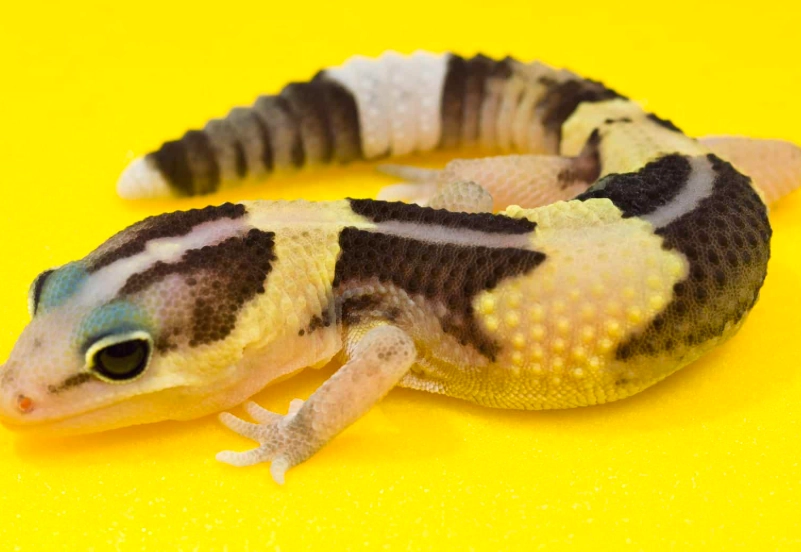 fat-tailed gecko enclosure