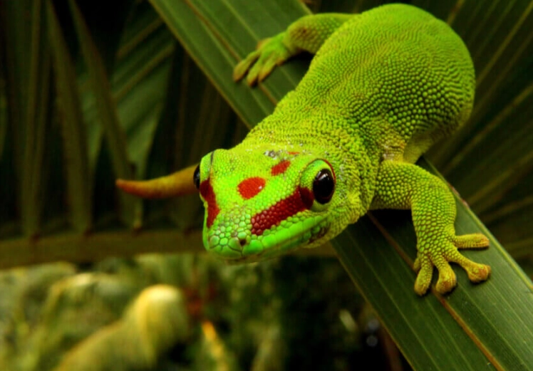 why can't handle day geckos