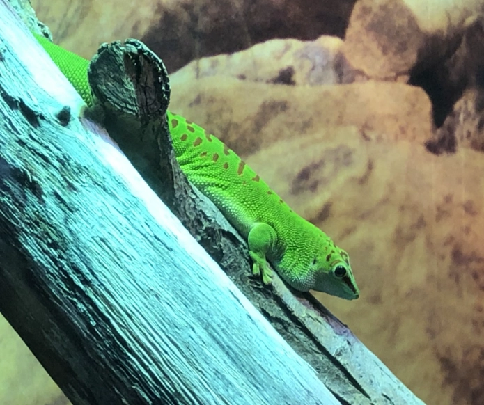 phelsuma grandis phelsuma grandis