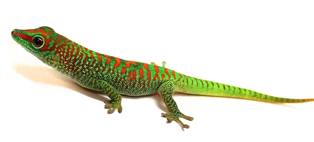 giant day gecko care giant day gecko care