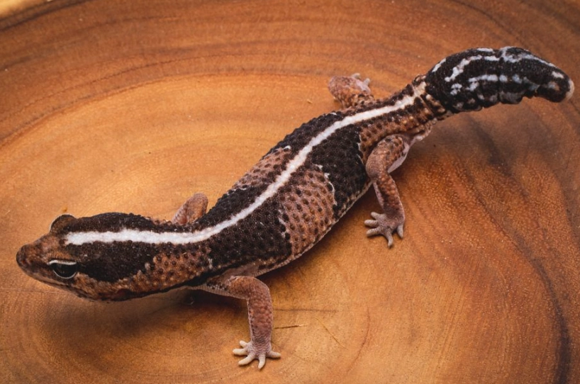 fat-tailed gecko enclosure