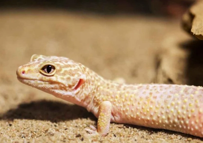 how long do day geckos live how long do day geckos live