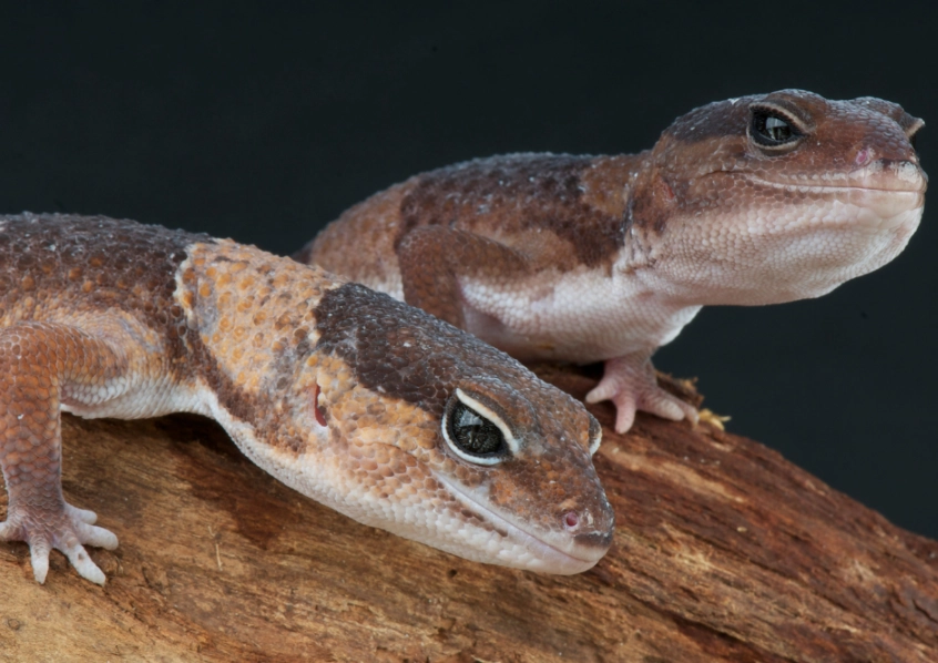 fat-tailed gecko care