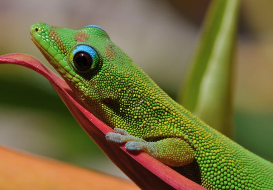 Gold dust day gecko