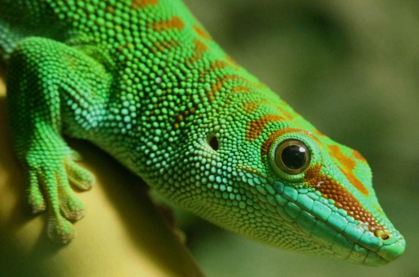 day gecko handling