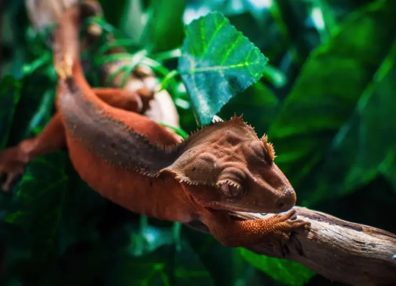crested gecko lifespan