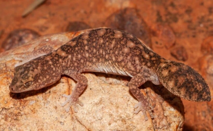 how long do fat-tailed geckos live