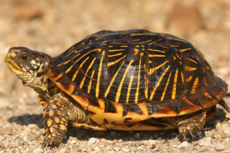 box turtle habitat setup