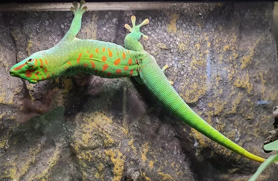 giant day gecko care giant day gecko care