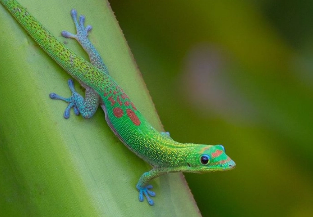 Gold dust day gecko