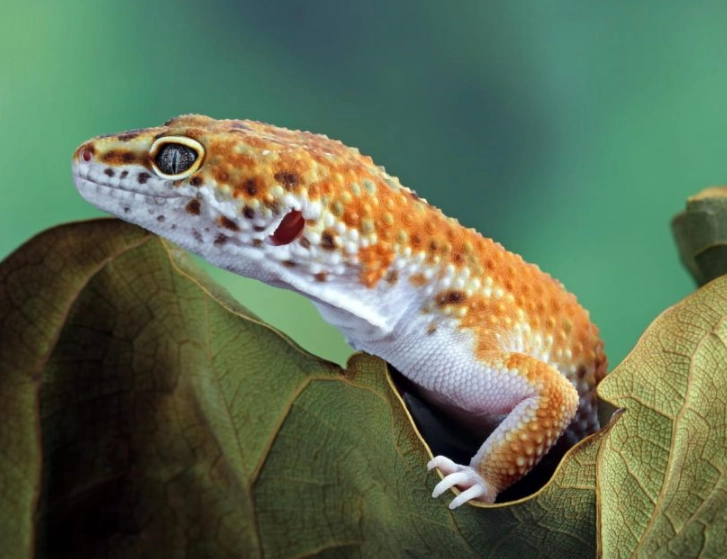 day gecko care day gecko care