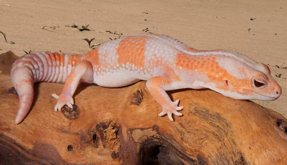 fat-tailed gecko care