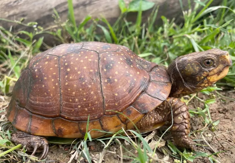box turtle habitat setup