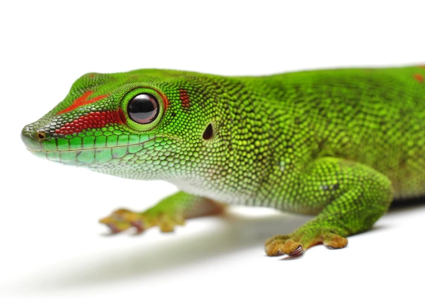 giant day gecko care giant day gecko care