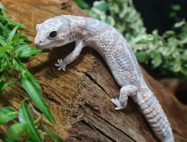 African fat-tailed gecko tank size
