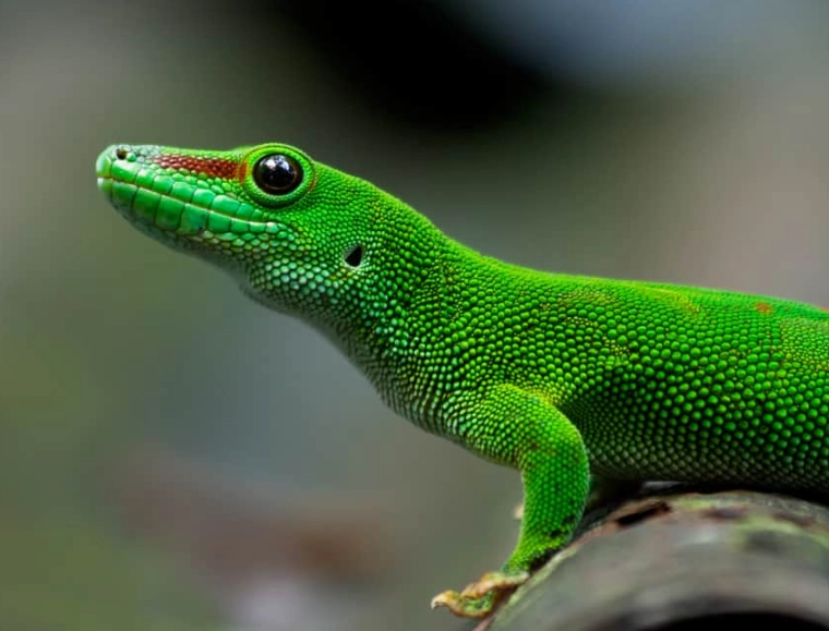 giant day gecko pet giant day gecko pet