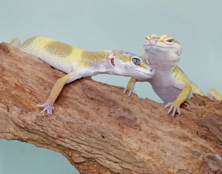 day gecko care day gecko care