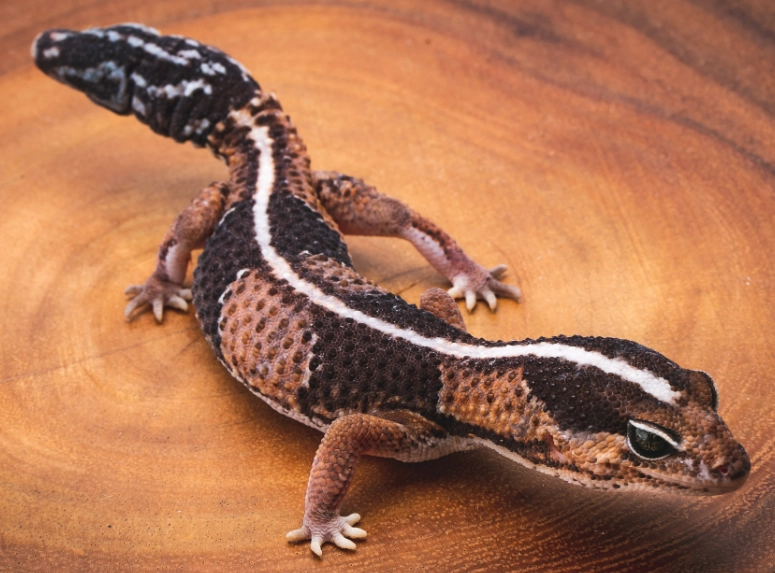 how long do fat-tailed geckos live