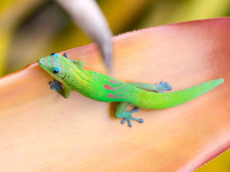 Gold dust day gecko