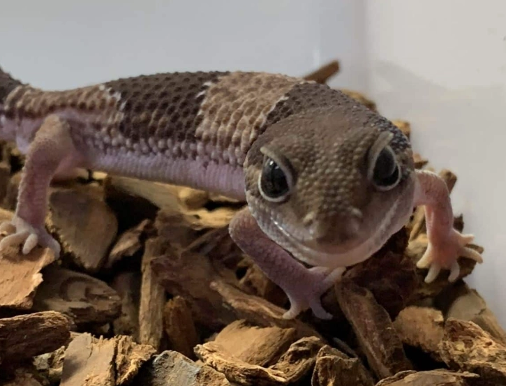 AFT gecko habitat setup