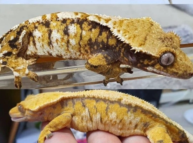 wild crested gecko