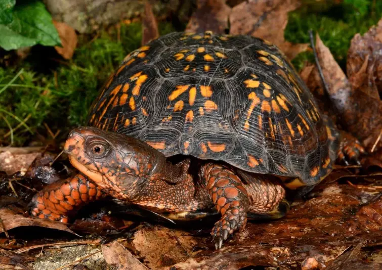 eastern box turtle