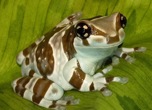 milk tree frog habitat