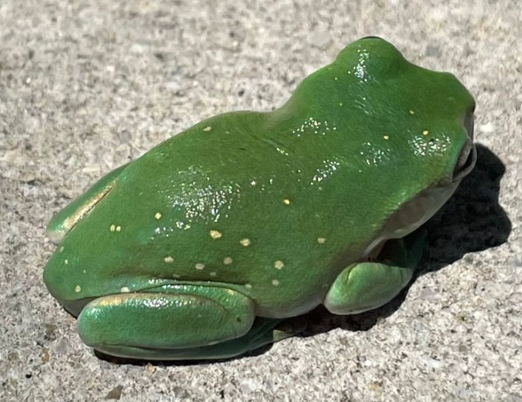 white lipped tree frog care