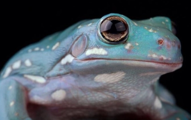 snowflake whites tree frog care