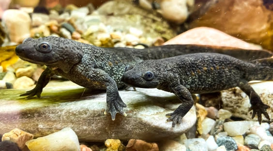 Spanish ribbed axolotl care