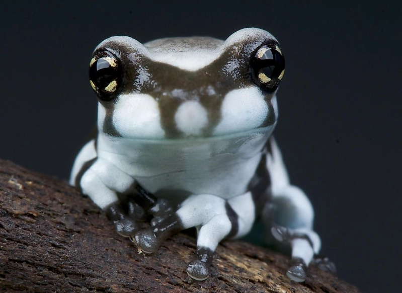 amazon milk frog habitat