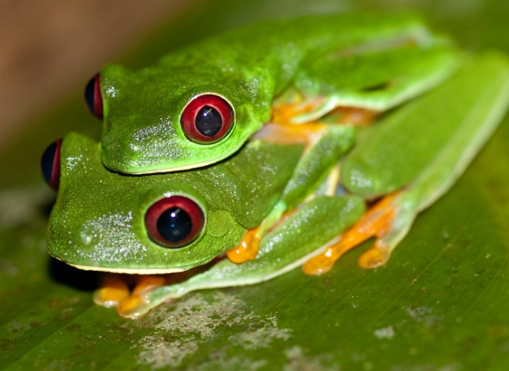 red eyed tree frog habitat