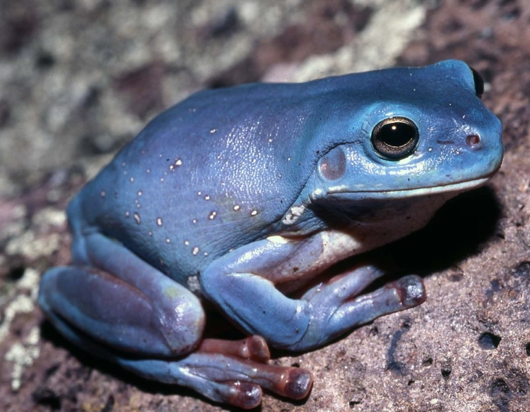 Litoria caerulea facts Litoria caerulea facts