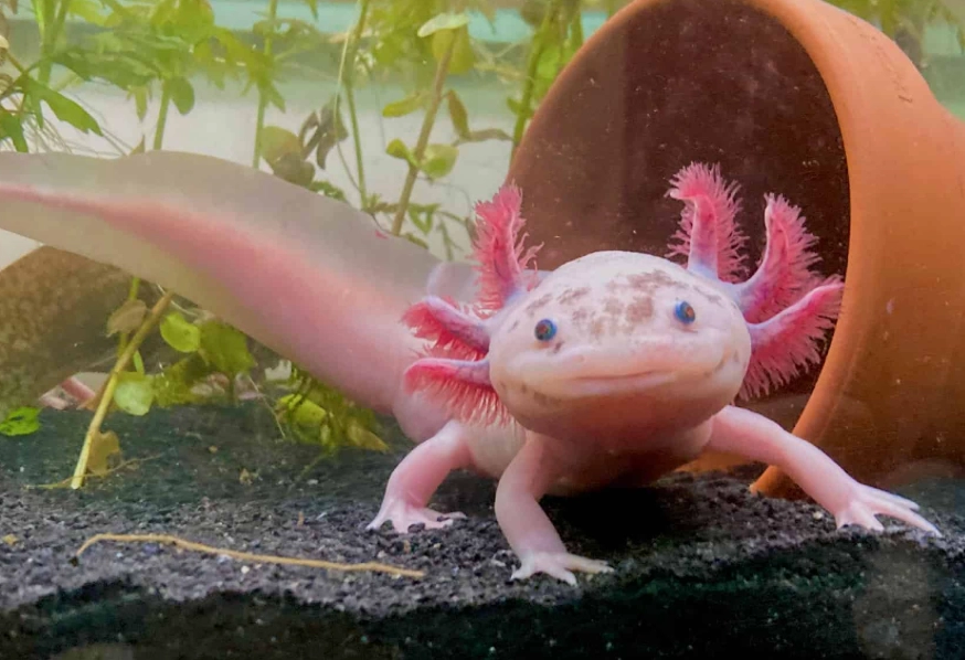 Spanish ribbed axolotl care
