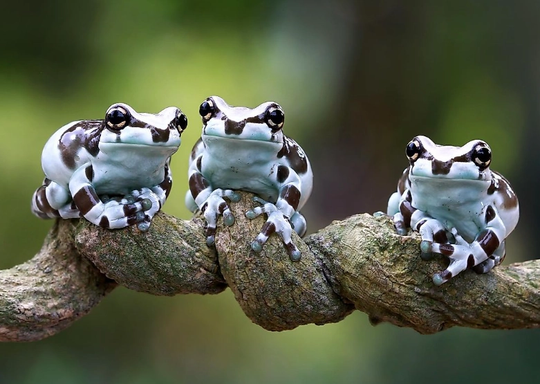 tree frog species