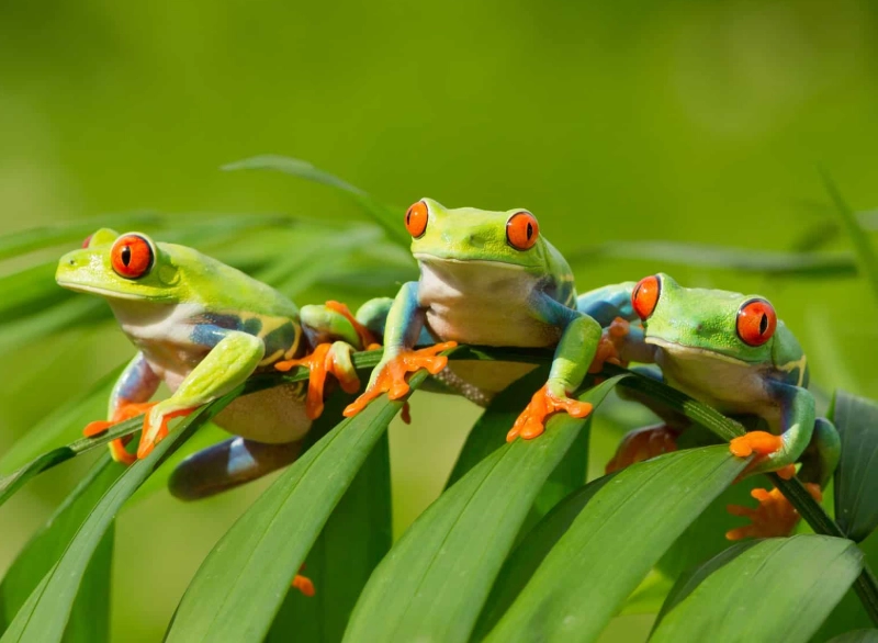 red eyed tree frog facts