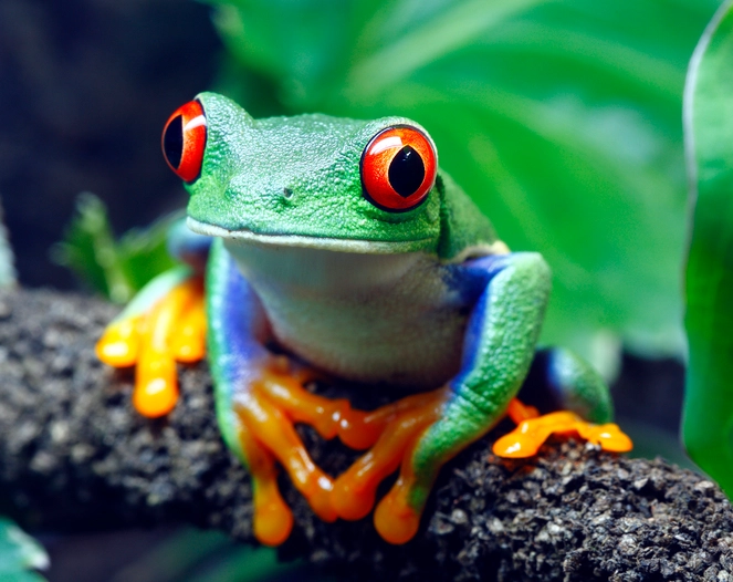 red-eyed tree frog habitat